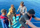 Empat-ABK-Terombang-ambing-di-Laut-Utara-Sikka,-Tim-SAR-Bergerak-Cepat-Selamatkan-KM-Putra-Cantika