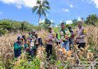 Tak-Banyak-Bicara,-Tanarawa-Sikka-Buktikan:-15,9-Ton-Jagung-Siap-ke-Pasar