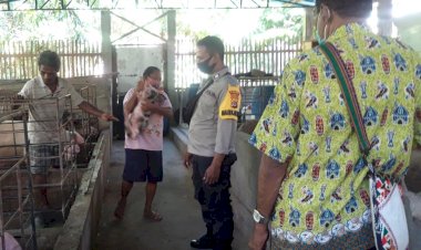 Waspadai-African-Swine-Fever-(ASF),-Bripka-Istanto-Sambangi-Kelompok-Ternak-Di-Dusun-Natar-Lorong,-Kec.-Nelle