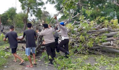 Pohon-Tumbang-Menutupi-Ruas-Jalan,-Personil-Polsek-Kewapante-Bersama-Warga-Gotong-Royong-Bersihkan-Pohon-Demi-Keamanan-Pengguna-Jalan