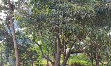 Polsek-Bola-Grebek-Tempat-Sabung-Ayam-Di-Wilayahnya