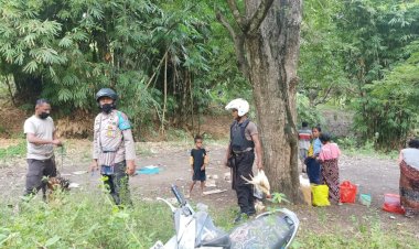 Polsek-Bola-Grebek-Judi-Sabung-Ayam,-Pelaku-Melarikan-Diri-Polisi-Amankan-Barang-Bukti