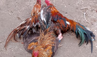 Kapospol-Ndete-Bubarkan-Perjudian-Sabung-Ayam-di-Woloboa