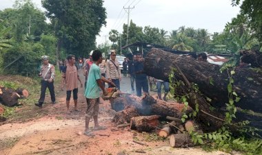 Anggota-Polsek-Waigete-Sigap-Bersama-Warga-Bersihkan-Pohon-Tumbang-Akibat-Cuaca-Ekstrem-Yang-Halangi-Jalan-Raya-Maumere-Larantuka