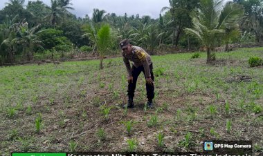 Pastikan-Keberhasilan-Program-Ketahanan-Pangan-;-Bhabinkamtibmas-Nitakloang-Awasi-Tanaman-Jagung
