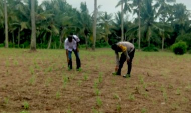 Polres-Sikka-Dukung-Ketahanan-Pangan:-Bhabinkamtibmas-Pantau-Perkembangan-Tanaman-Jagung-di-Desa-Nelle-Barat-dan-Hokor