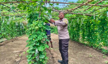 Bhabinkamtibmas-Polres-Sikka-Dukung-Ketahanan-Pangan-melalui-Program-Budidaya-Pertanian
