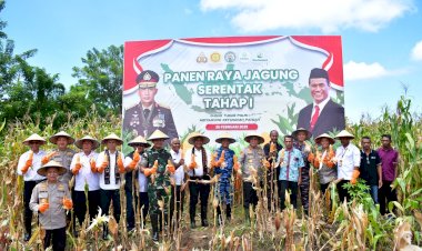 Polda-NTT-Panen-Jagung-Serentak-Tahap-I,-Dukung-Swasembada-Pangan-2025