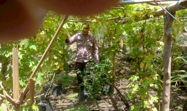 Bhabinkamtibmas-Polres-Sikka-Dampingi-Petani,-Pekarangan-Jadi-Sumber-Pangan-Bergizi