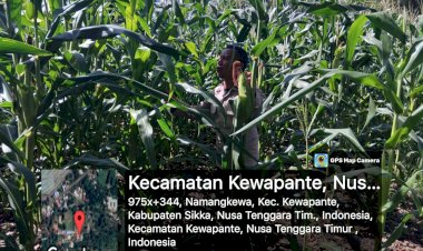 SINERGI-POLISI-DAN-PETANI-:-BHABINKAMTIBMAS-POLRES-SIKKA-PANTAU-PERKEMBANGAN-JAGUNG