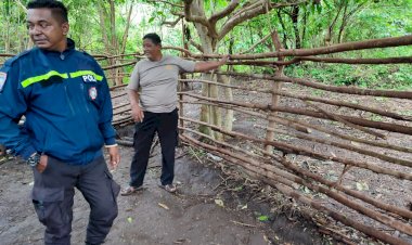 Polsek-Bola-Polres-Sikka-Tindak-Lanjuti-Laporan-Warga-Terkait-Judi-Sabung-Ayam-Di-Mapitara