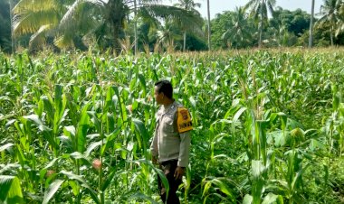 Pastikan-Jagung-Petani-Siap-Panen-:-Bhabinkamtibmas-Polres-Sikka-Kawal-Program-Ketahanan-Pangan.
