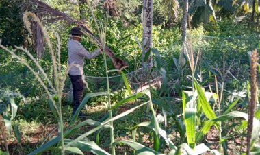 93-Hari-Usia-Tanam,-Bhabinkamtibmas-Pantau-Perkembangan-Jagung-di-Waigete-dan-Bola