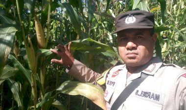 14-Hari-Menuju-Panen,-Bhabinkamtibmas-di-Sikka-Dampingi-Petani-Jagung-di-Desa-Binaan