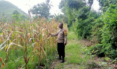 Jagung-Hibrida-di-Lowolabo-Sikka-Tumbuh-Subur,-Bhabinkamtibmas--Ikut-Kawal-Panen-Petani