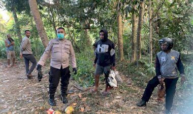 Respons-Cepat-Polsek-Nita-Bongkar-Arena-Sabung-Ayam-di-Kebun-Warga
