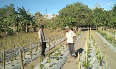 “Bhabinkamtibmas-Polsek-Alok-Dukung-Petani-Wolomarang-Wujudkan-Program-Lahan-Bergizi”