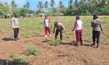 “Turun-ke-Ladang,-Kapolsek-Alok-Pacu-Semangat-Petani-Wujudkan-Lumbung-Jagung-NTT”