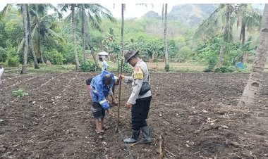 “Polri-Peduli-Pangan:-Bhabinkamtibmas-Polres-Sikka-Polda-NTT-Dampingi-Petani-Olah-Lahan-dan-Rawat-Jagung”