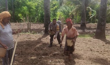 Bhabinkamtibmas-Desa-Langir-Sikka-Turun-ke-Ladang,-Dorong-Petani-Sukseskan-Program-Pangan-2025