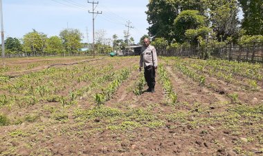 Bhabinkamtibmas-Wailiti-Turun-ke-Lahan-Jagung,-Polsek-Alok-Polres-Sikka-Gaspol-Dukung-Ketahanan-Pangan