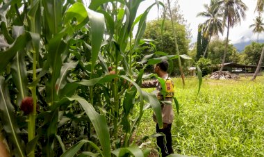 “Panen-Kian-Dekat:-Bhabinkamtibmas-Polres-Sikka-Polda-NTT-Ungkap-Perkembangan-Jagung-yang-Menggembirakan”