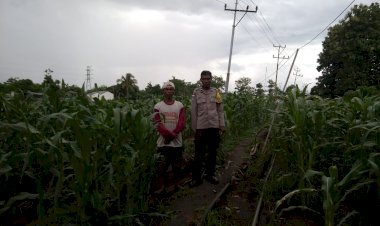 Ketahanan-Pangan-Tak-Sekadar-Program,-Polres-Sikka-Polda-NTT-Turun-Langsung-Pantau-Jagung-Warga
