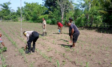 Dari-Lahan-Jagung,-Bhabinkamtibmas-Polres-Sikka-Polda-NTT-Tegaskan-Peran-Nyata-Polri-Dukung-Ketahanan-Pangan
