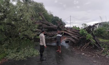 “Respon-Cepat-Bhabinkamtibmas-di-Tengah-Bencana:-Pohon-Tumbang-Akibat-Cuaca-Ekstrem-Lumpuhkan-Jalan-Pasar-Wairkoja-Sikka”