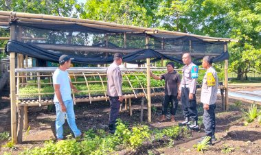 Polsek-Kewapante-Polres-Sikka-Aktif-Kelola-dan-Rawat-Pekarangan-Bergizi-di-Lingkungan-Polsek