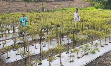 “Dari-Pekarangan-untuk-Negeri:-Polres-Sikka-Polda-NTT-Penggerak-Perkuat-Ketahanan-Pangan-di-Sikka”