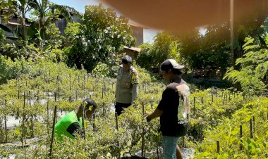 Polres-Sikka-Polda-NTT--Hadir-di-Lahan-Warga,-Bhabinkamtibmas-Wolomarang-Kawal-Panen-Cabai-Dukung-Ketahanan-Pangan-Nasional