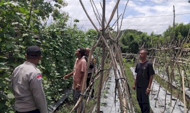 Pendampingan-Polres-Sikka-Polda-NTT-Berbuah-Hasil,-Tanaman-Hortikultura-Warga-Kopong-Siap-Panen