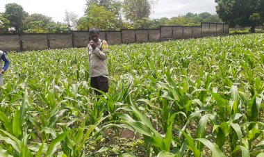 Jagung-Rakyat-Jadi-Prioritas,-Polres-Sikka-Polda-NTT-Turun-Tangan-Kawal-Program-Presiden