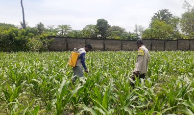 “Dari-Tanah-Wolomarang,-Polres-Sikka-Polda-NTT-Perkuat-Pilar-Ketahanan-Pangan-Nasional”