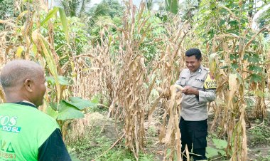 “Seragam-di-Tengah-Ladang:-Polres-Sikka-dan-Petani-Bersinergi-Perkuat-Ketahanan-Pangan”