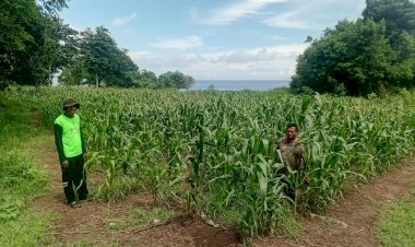 Menjaga-Negeri-dari-Ladang:-Polres-Sikka-Polda-NTT-Pastikan-Program-Pangan-Berjalan-Nyata