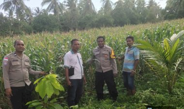 Satu-Hektare-Harapan-di-Waihawa,-Polres-Sikka-dan-Petani-Buktikan-Ketahanan-Pangan-Bukan-Sekadar-Wacana