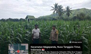 Perkuat-Ketahanan-Pangan,-Bhabinkamtibmas-Polres-Sikka-Polda-NTT-Aktif-Turun-ke-Lahan-Jagung