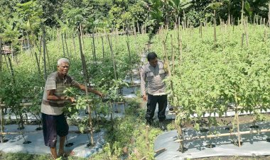 Polres-Sikka-Jadi-Sahabat-Petani:-Bhabinkamtibmas-Dampingi-Warga-Mego-Kembangkan-Hortikultura