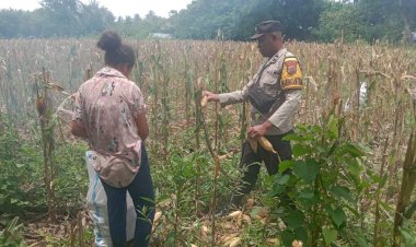 “Sinergi-Sinergi-Polres-Sikka-dan-Petani-Berbuah:-Panen-Jagung-Hibrida-Wairkoja-Dongkrak-Ekonomi-Petani-Sikka