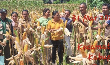 Panen-Jagung-dan-Pemantauan-Lahan,-Polres-Sikka-Perkuat-Ketahanan-Pangan-dari-Desa