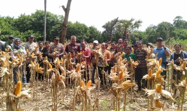 Dari-Lahan-Kecil-di-Nelle,-Panen-Besar-Terwujud:-Sinergi-Polsek-Nelle-Polres-Sikka-dan-Petani-Perkuat-Ketahanan-Pangan