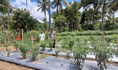 “Di-Balik-3.600-Pohon-Cabai,-Sentuhan-Bhabinkamtibmas-Polres-Sikka-Menggerakkan-Ketahanan-Pangan-dari-Desa-Masebewa”