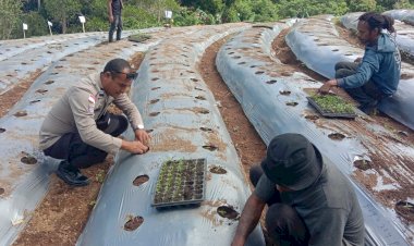 Pangan-Digelorakan,-Polsek-Bola-Polres-Sikka-Hadir-di-Balik-7.000-Bibit-Cabai-Wolomotong