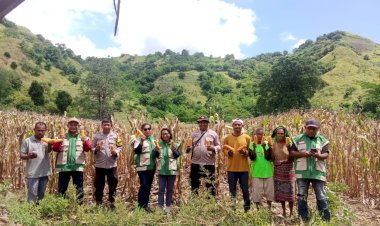 Panen-17-Ton-Jagung-di-Magepanda,-Polres-Sikka-Perkuat-Garda-Ketahanan-Pangan