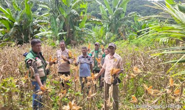 Panen-Jagung-BISI-18-di-Pruda-Sikka-Sukses,-Bukti-Nyata-Ketahanan-Pangan-di-Tengah-Cuaca-Tak-Menentu