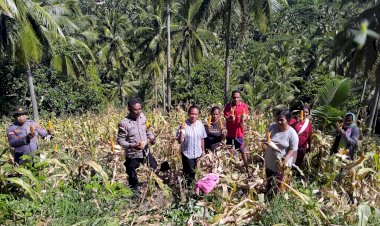 Panen-Pertiwi-di-Lahan-Terbatas:-Dari-Baopaat-Sikka,-Ketahanan-Pangan-Dibuktikan-dengan-Aksi-Nyata