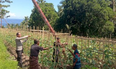 “Dari-Lahan-Sederhana-ke-Ketahanan-Nasional:-Polsek-Bola-Polres-Sikka-Kawal-Harapan-Pangan-dari-Desa-Waihawa”