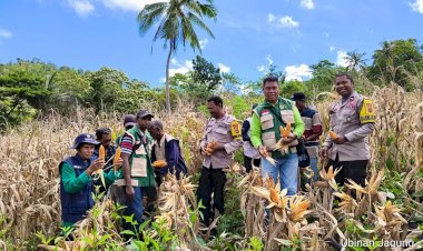 Tak-Banyak-Bicara,-Tanarawa-Sikka-Buktikan:-15,9-Ton-Jagung-Siap-ke-Pasar